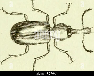 . [Curculionidae]. Curculionidae. 3r. Veuillez noter que ces images sont extraites de la page numérisée des images qui peuvent avoir été retouchées numériquement pour plus de lisibilité - coloration et l'aspect de ces illustrations ne peut pas parfaitement ressembler à l'œuvre originale.. Sturm, Jakob, 1771-1848 ; Panzer, Georg Wolfgang Franz, 1755-1829 ; Olivier, G. A. (Guillaume Antoine), 1756-1814 ; Spilman, T. J. , donateur. Le DSI. [L'Allemagne ?  : S. n. Banque D'Images