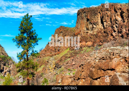 Un Lone Pine se dresse au premier plan de l'Oregon's high desert paysage de collines rocheuses. Banque D'Images