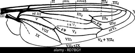 . Un manuel pour l'étude des insectes. Les insectes. 462 L'ÉTUDE DES INSECTES, des yeux ; mais ces mouches se distinguent par la forme de la trompe, qui porte une paire de lobes charnus à l'extrémité, par la forme des antennes, qui sont longues et matraqué à l'extrémité (Fig. 560), et par la nervation particulière des ailes (fig. 561), d'idées V, ter- minating à ou avant l'apex de l'aile, et les branches d'idées III coalescing près de l'apex de l'aile d'une manière inhabituelle. Fig. 560. Les mouches adultes sont des prédateurs. La famille est un petit un ; mais une grande partie de l'espèce se trouvent sur ce continent. 1 Banque D'Images