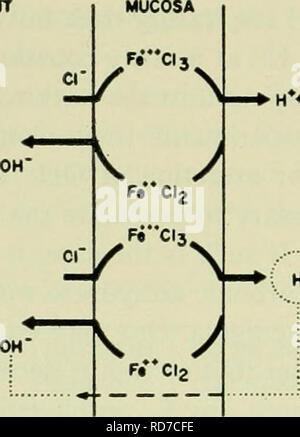 . D'électrolytes dans les systèmes biologiques, l'intégration de communications présentées à un symposium au laboratoire de biologie marine de Woods Hole, Massachusetts, le 8 septembre 1954. Électrolytes ; électrophysiologie électrophysiologie électrolytes ; ; ; physiologie, Comparative. 196 d'électrolytes dans les systèmes biologiques ternative du transport ionique couplé exige que l'un des ions le long de l'arrière diffuse le gradient de concentration créé par son transport. Pour le transport actif, éléments nutritifs Les éléments nutritifs. HCO. Veuillez noter que ces images sont extraites de la page numérisée des images qui peuvent avoir été retouchées numériquement pour re Banque D'Images