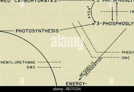 . D'électrolytes dans les systèmes biologiques, l'intégration de communications présentées à un symposium au laboratoire de biologie marine de Woods Hole, Massachusetts, le 8 septembre 1954. Électrolytes ; électrophysiologie électrophysiologie électrolytes ; ; ; physiologie, Comparative. 62 d'électrolytes dans les systèmes biologiques de potassium et la sécrétion de sodium, que ces mécanismes sont indépendants de l'autre, et qu'ils sont stimulés par l'metaboHc- dégradation des glucides (fig. 21). Toute comparaison entre la Ulva Valonia et doivent prendre connaissance des les différences morphologiques entre les cellules de th Banque D'Images