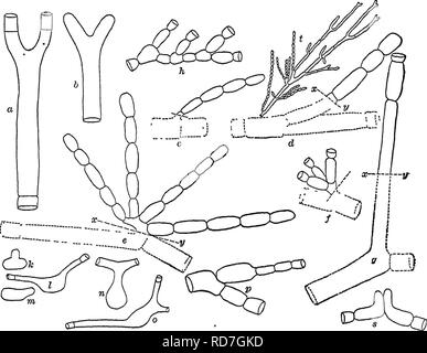 . Bactériologie et mycologie d'aliments. L'alimentation. RHIZOPUS-MUCOR-OIDIUM 205 lactis (Oospora lactis) est souvent classé avec les levures et a ensuite été donné le nom de Mycoderma lactis. Les moules sont mis à part de bac- lité et les levures en ce qu'ils sont des organismes multicellulaires. Les variétés suivantes peut être rencontré dans un examen microbiologique des aliments. Rhizopus. La plupart des membres de ce groupe est le Rhizopus nigricans. C'est le moule à pain noir et peut être responsable d'autres de la détérioration des aliments. Stevens (1917) a montré que ce champignon provoque la pourriture des fraises pendant l'expédition. Ce travail verif Banque D'Images