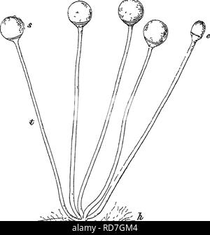 . Bactériologie et mycologie d'aliments. L'alimentation. FRUCTIFICATION DANS DES MOULES 203 couvert. IiyphiB wliieli fertiles sont ceux de l'ours l'organe de fructification et produire les spores. Le stade végétatif hyph^e fixent le festin et se débarrasser de l'excès d'humidité. La structure de l'hyphse diffère entre les moules. Certains ont des murs ou des cloisons. Dans d'autres ces moules n'ont pas été observées. La présence ou l'absence de ces septa est un facteur important dans l'. n. Veuillez noter que ces images sont extraites de la page numérisée des images qui peuvent avoir été retouchées numériquement pour plus de lisibilité - et l'aspect de coloration Banque D'Images