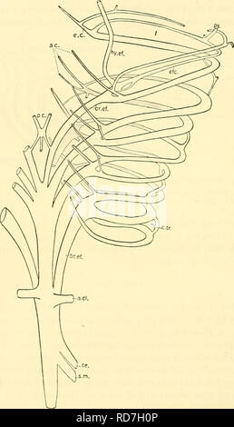 . Les elasmobranches. Des chondrichtyens. 174 LES ELASMOBRANCHES collector qui forme la partie antérieure de la boucle, cependant, est un collecteur-efférent postérieure, car elle draine l'hémibranchie postérieure d'un ensemble de Gill ; et le collecteur-efférente en arrière de la fissure est la partie antérieure de l'encaisseur efférente après Gill. Pour bien comprendre, si l'espace entre deux poches, par exemple entre le premier et deuxième poches, être considérés (fig. 161), sa partie antérieure à collecteur efférent (la deuxième) draine le juste derrière hémibranchie. Fig. 162. Vue dorsale d'artères efférentes et afférentes, Ba Banque D'Images