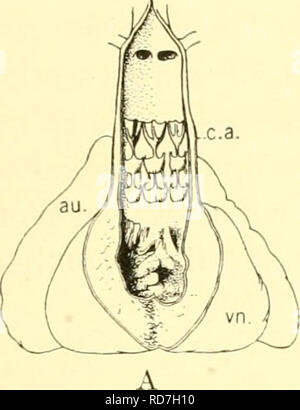 . Les elasmobranches. Des chondrichtyens. Les ELASMOBRANCHES^ voiiosus 171 sinus peut en général être décrit comme un sac de collecte en forme de delta, l'apex de ce qui conduit à l'oreillette et la base de ce qui est en position postérieure (voir }). 203. fig. 188). Dorsalement le sinus veineux est fusionnée à l'e résultats t- une partie du toit de la cavité péricardique ; latéralement chaque angle du delta s'étend vers la droite ou vers la gauche comme le conduit de Cuvier. Le principal changement dans la forme du sinus veineux de que l'on vient de décrire est trouvé dans certains des rayons (voir p. 209. fig. 194b) dans laquelle le latera Banque D'Images