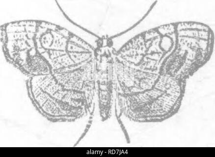 . Les insectes nuisibles pour les fruits. Illustré de quatre cent quarante coupes de bois. Les insectes nuisibles. 168 insectes dommageables à la prune. Fig. 177.. chrysalide, état dans lequel il continue d'environ dix jours, lorsque l'insecte parfait s'échappe. --^ c'est un petit papillon (Fig. 177), qui mesure, lorsque ses ailes sont réparties, à partir de trois quarts de pouce à pouce à travers. Il est d'une couleur ocre pâle, rouge-brun avec lignes et points, un anneau sur l'espace discale, et juste au-delà c'est un noir, bande de couleur plomb, qui devient un presque carré sur l'angle interne et est en continuité avec une large bande de la Banque D'Images