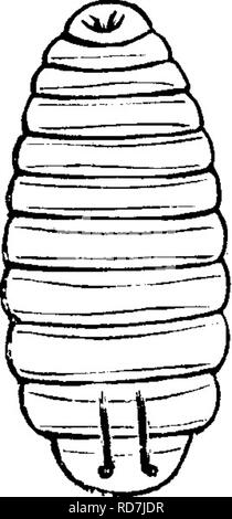. Les insectes nuisibles pour les fruits. Illustré de quatre cent quarante coupes de bois. Les insectes nuisibles. Attaquer LE FRUIT. 137 et arrondies à l'autre ; la tête, le thorax, et des cas sont noirs ; l'abdomen est jaune terne. L'insecte parfait beaucoup ressemble à la mouche dans une apparence[), sauf que ses jambes ne sont pas si longs et minces. La tête, les antennes, et le thorax sont noirs ; l'abdomen brunâtre, presque noire, avec une bande jaune pâle à chacun des sutures ; au-dessous est jaune, avec une tache sombre sur le milieu de chaque segment, l'extrémité de l'abdomen, les jambes, et ovipositeur, sont noires. L'aile Banque D'Images