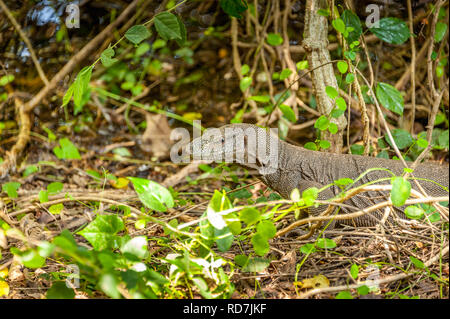 Portrait d'un grand Bengale varan (Varanus bengalensis), Parc national de Yala, au Sri Lanka. Close up avec marquages de la tête et du cou jungle background Banque D'Images