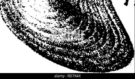 . Un dictionnaire des fossiles de la Pennsylvanie et les états voisins nommés dans les rapports et les catalogues de l'enquête ... La paléontologie. eucrate^ mais est moins gibbous, plus longtemps et sans l'angularité le long du corps. Conglomérat Chemung à Panama, N. Y. aussi du spécimen Kandall Warren^ N'. 9502. VIII g. Ptychopteria falcata, Hall, Pal. N. Y. Vol. V i, 1884, ^ ^"'' .^^^^"" mmm 7 page 136, pi. 85, fig. 6, ensemble de vanne gauche avec marque de surface ; 7-, petites valve gauche ; comparativement, shell plus lViffJt^,Pa/^ 4 corps plus oblique, et Vol d'aile,V Itp^9S plus petites que chez le P. ihetis. Dans un Banque D'Images