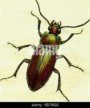 . L'histoire naturelle des insectes britanniques ; expliquant dans leurs plusieurs membres, avec les périodes de leurs transformations, leur nourriture, l'oeconomie, &amp;c. avec l'histoire de ces minutes insectes comme nécessitant une enquête par le microcsope. L'ensemble illustré par des chiffres de couleur, conçu et exécuté à partir de spécimens vivants. Les insectes ; les insectes. H. Veuillez noter que ces images sont extraites de la page numérisée des images qui peuvent avoir été retouchées numériquement pour plus de lisibilité - coloration et l'aspect de ces illustrations ne peut pas parfaitement ressembler à l'œuvre originale.. Donovan, E. (Edward), Banque D'Images