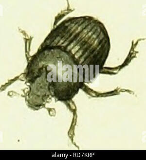 . L'histoire naturelle des insectes britanniques ; expliquant dans leurs plusieurs membres, avec les périodes de leurs transformations, leur nourriture, l'oeconomie, &amp;c. avec l'histoire de ces minutes insectes comme nécessitant une enquête par le microcsope. L'ensemble illustré par des chiffres de couleur, conçu et exécuté à partir de spécimens vivants. Les insectes ; les insectes. s-HF® '*9. Veuillez noter que ces images sont extraites de la page numérisée des images qui peuvent avoir été retouchées numériquement pour plus de lisibilité - coloration et l'aspect de ces illustrations ne peut pas parfaitement ressembler à l'œuvre originale.. Donovan, E. ( Banque D'Images