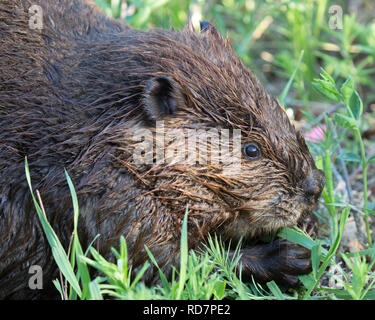 Castor (Castor canadensis) se nourrissent de la végétation herbacée Banque D'Images