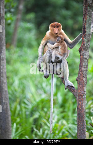 Proboscis Monkey mère et bébé de 6 à 8 semaines (Nasalis larvatus) perché dans l'arbre tout en regardant d'autres singes Banque D'Images