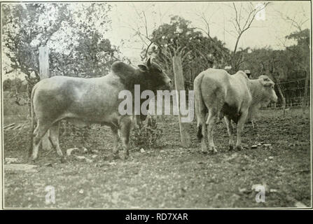 . L'examen de Cuba. ]8 T UK CVBA REVIEW r* je "^ . *W  % N  % â ^^^ ^ #  Fass.^ ^^^ W â â¢i le meilleur taureau zébu dans la province de l'Oriente, Lykes Bros. Ranch. Un beau spécimen de zébu et Bull. Veuillez noter que ces images sont extraites de la page numérisée des images qui peuvent avoir été retouchées numériquement pour plus de lisibilité - coloration et l'aspect de ces illustrations ne peut pas parfaitement ressembler à l'œuvre originale.. Munson Steamship Line. New York : Munson Steamship Line Banque D'Images