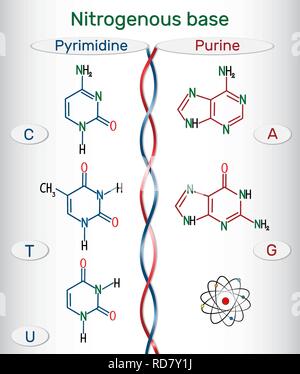 Les formules chimiques développées des bases azotées puriques et pyrimidiques : l'adénine (A), Ade, la guanine (G), GUA , thymine (T, TA), l'uracile (U), cytosine ( Illustration de Vecteur