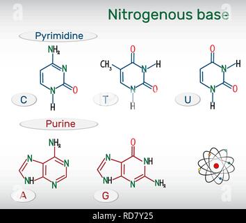 Les formules chimiques développées des bases azotées puriques et pyrimidiques : l'adénine (A), Ade, la guanine (G), GUA , thymine (T, TA), l'uracile (U), cytosine ( Illustration de Vecteur