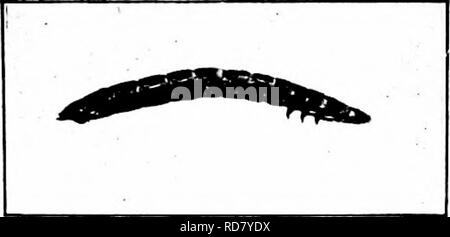. Insectes nuisibles : la manière de reconnaître et de les contrôler . Les insectes nuisibles ; les insectes nuisibles. Fig. 589. -Travail de la Noix d'Hickory. L'original. Le ténébrion meunier (Tenebrio molitor Linn.) de la farine de maïs ou d'autres matériaux similaires sont souvent infestés de yelloT^ash ou brunâtres vers, un pouce de long quand plein le dos, cultivé et brillant ", à carapace dure" à quelque peu hke-fer. L'adulte est un. Fig. 590. - Le ténébrion meunier. Légèrement élargie. Original.. Veuillez noter que ces images sont extraites de la page numérisée des images qui peuvent avoir été retouchées numériquement pour plus de lisibilité - coloration et un Banque D'Images