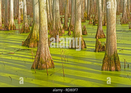 Détails de lignes dans un marais de cyprès de l'Étang du héron dans la zone naturelle de la rivière Cache en Illinois Banque D'Images