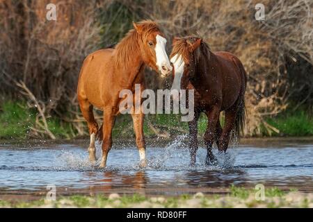 Les chevaux sauvages en liberté dans la forêt nationale de Tonto l'extérieur de Phoenix, Arizona. Banque D'Images