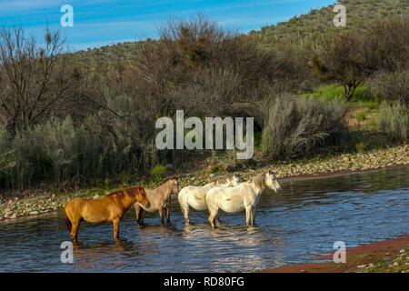 Les chevaux sauvages en liberté dans la forêt nationale de Tonto l'extérieur de Phoenix, Arizona. Banque D'Images