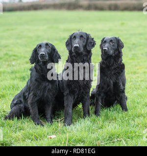 Flat Coated Retriever Banque D'Images