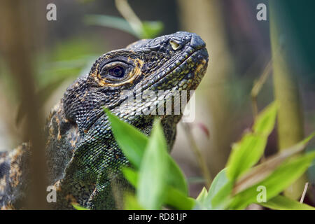 L'iguane noir - Ctenosaura similis Banque D'Images