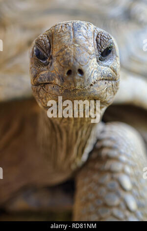 Tortue géante d'Aldabra - Aldabrachelys gigantea Banque D'Images