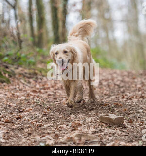 chien golden retriever sur une promenade Banque D'Images