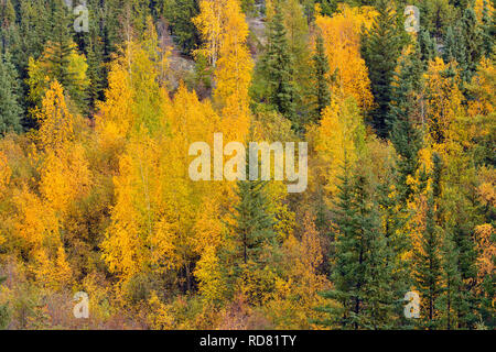 Autumn aspens sur une colline d'épinettes, de Yellowknife, Territoires du Nord-Ouest, Canada Banque D'Images