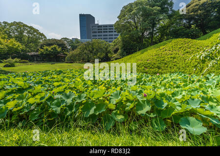 Tokyo, Bunkyo Ward - Août 04, 2018 : fleur de lotus en plein essor à Hasuike étang dans jardin Koishikawa Korakuen Banque D'Images