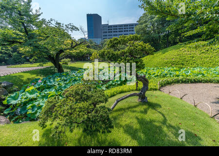 Tokyo, Bunkyo Ward - Août 04, 2018 : fleur de lotus en plein essor à Hasuike étang dans jardin Koishikawa Korakuen Banque D'Images