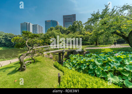 Tokyo, Bunkyo Ward - Août 04, 2018 : fleur de lotus en plein essor à Hasuike étang dans jardin Koishikawa Korakuen Banque D'Images