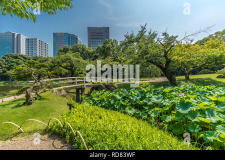 Tokyo, Bunkyo Ward - Août 04, 2018 : fleur de lotus en plein essor à Hasuike étang dans jardin Koishikawa Korakuen Banque D'Images