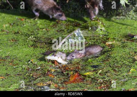 Rat surmulot (Rattus norvegicus) swimming in river . Banque D'Images