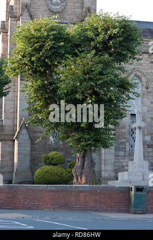 Tulip Tree in churchyard Banque D'Images