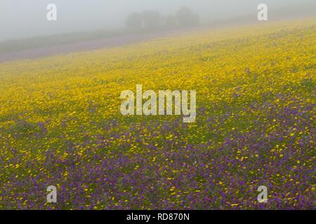 Marigold maïs ( Chrysanthemum segetum), et Rouge (Silene dioica) ) dans la brume, champ de maïs rare plante sauvage ,typique de l'agriculture , plantés et encouragés par le National Trust, attractiveto,en particulier les invertébrés papillons. Banque D'Images