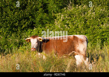 Longhorn bovins dans la transformation en prairie/ forestiers ,scrub partie de transformation de la ferme du blé au site de grande valeur écologique. Banque D'Images