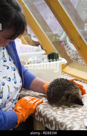 ( Hérisson Erinaceus europaeus ) , qui sont pris en charge par woman running Hedgehog ,hôpital la remise en état délabré et hérissons affamés-Tracy Pierce. Banque D'Images