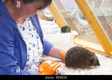 ( Hérisson Erinaceus europaeus ) , qui sont pris en charge par woman running Hedgehog ,hôpital la remise en état délabré et hérissons affamés-Tracy Pierce. Banque D'Images