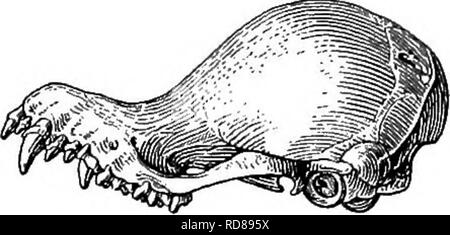 . Les familles et genres de chauves-souris . Les chauves-souris, les chauves-souris. Les familles et genres de chauves-souris. 233. commissures bien développés, le domaine de la couronne d'environ la moitié de celle de première ou deuxième molaires inférieures ; avec tous les cuspides présents et normaux dans la forme, pas de grand contraste dans protoconid hypoconid de hauteur et en m ! Et m ,. Crâne (fig. 38) et légèrement effilé, construit la boîte crânienne large, bien arrondie et brusquement vers l'élévation, la tribune minces et faibles. Il n'y a aucune indication de crête sagittale ou de l'Arcade orbitaire ou crêtes lacrymales. Nares, très étroite, la largeur de l'ouverture de la cicatrice, vu de dessus Banque D'Images