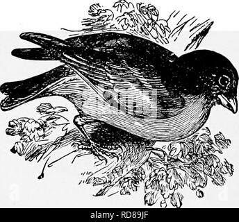 . L'histoire naturelle populaire . Zoologie. Le verdier. 343 avec l'écorce, qu'il peut à peine discerner même lorsque l'observateur a chmbed l'arbre et est à la recherche vers le bas sur le nid. L'oiseau, trop rarement, vole directement dans ou hors du nid, mais amerrit à peu de distance de son arbre, puis glisse en silence dans les feuilles jusqu'à ce qu'elle atteigne ses oeufs ou jeunes. Les matériaux dont l'extérieur du nid est fait diffèrent en fonction de la tc arbre dans lequel il est placé. En général, les herbes fines, de laine, de poils, de très fins et les brindilles sont employés dans la construction des murs, et l'interio Banque D'Images