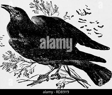 . L'histoire naturelle populaire . Zoologie. il d'appeler à son aide l'aide d'un ou plusieurs de ses membres, avant de pouvoir réussir à faire face à la plus grande des créatures. Les lapins et les lièvres sont fréquemment la proie de cet oiseau, qui se jette sur eux comme ils volent à l'étranger pour se nourrir et, bien qu'ils sont jeunes est capable de tuer et de les transporter à pied sans difficulté. Le Corbeau mange aussi des reptiles de toutes sortes, des grenouilles et des lézards d'être commun friandises, et est un des autres plunderer confirmé nids d'oiseaux, même du transport des oeufs de volaille et gibier, par le simple conduisant le througti ihem un bec Banque D'Images