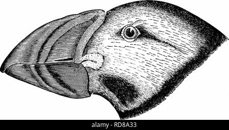 . Clé d'oiseaux de l'Amérique du Nord. Contenant des indications succinctes sur chaque espèce d'oiseau vivant et fossile connu à l'heure actuelle du continent au nord de la frontière du Mexique et des États-Unis, y compris le Groenland et Basse Californie, avec qui sont intégrées d'ornithologie générale : un aperçu de la structure et la classification des oiseaux ; et de l'ornithologie de terrain, un manuel de la collecte, la préparation et la conservation des oiseaux. Les oiseaux ; oiseaux ; 1887. 800 SYSTJE3fATIC SYNOPSIS. - PYGOPODES. Mandibule ni cannelé. Projet de loi couvrant mué en jiieces 2. La griffe du normal. Tarse scutellato devant ce Banque D'Images