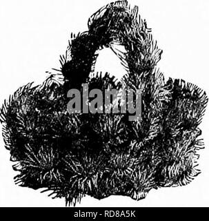 . Manuel d'étude de la nature pour les enseignants et les parents, en fonction de la nature de l'étude de Cornell de dépliants. L'étude de la nature. S68 Manuel d'Nature-Study chefs sont très jolies et les habiles enfant weaver en fait de beaux paniers. Quand j'étais petite fille, j'ai fait ensemble ensembles de meubles à partir de ces fleurs ; puis, de plus en plus ambitieux, tissé d'autres dans une couronne qui je portais fièrement pour quelques heures, seulement pour découvrir plus tard, de ma propre expérience, que la grande vérité qui Shake- speare,-"à l'aise se trouve la tête qui porte la couronne." En hiver, les tiges dures, gris de la burd Banque D'Images