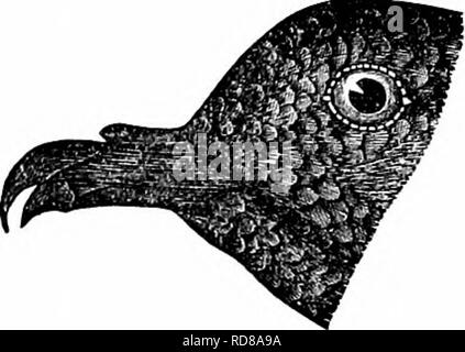 . Clé d'oiseaux de l'Amérique du Nord. Contenant des indications succinctes sur chaque espèce d'oiseau vivant et fossile connu à l'heure actuelle du continent au nord de la frontière du Mexique et des États-Unis, y compris le Groenland et Basse Californie, avec qui sont intégrées d'ornithologie générale : un aperçu de la structure et la classification des oiseaux ; et de l'ornithologie de terrain, un manuel de la collecte, la préparation et la conservation des oiseaux. Les oiseaux ; oiseaux ; 1887. 782 SYNOPSIS SYSTÉMATIQUE.-L-TUBINABES NGIPENNE08. Plus long, 3d, 1e à peu près égale plus de 4ème. Le général ou plombé bleuâtre-cendré cast du plumage est tout à fait Banque D'Images