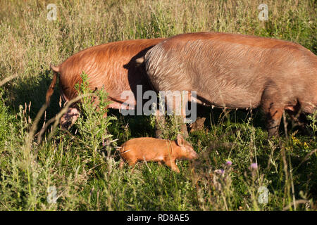 Les porcs Tamworth sauvages avec l'alimentation des porcelets dans les prairie .leur rôle dans l'élaboration de Knepp rewilding immobiliers comme un site qui encourage les niveaux trophiques conduisant à des espèces comme Purple Emperor (Apatura iris ) Banque D'Images