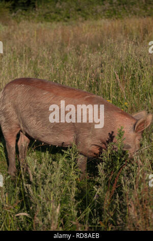 Les porcs Tamworth porcelet avec champ de pâturage avec les chardons.Bon exemple de rewilding qui encourage les animaux .essentiellement des espèces comme Purple Emperor les papillons et les Tourterelles Banque D'Images