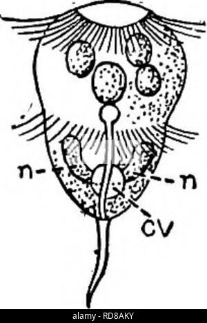 . La biologie d'eau douce. Biologie des eaux douces. Protozoaires ciliés (INFUSORIA) 57 (s8) corps en forme de sac à main. ... Phascolodon 277 Stein. 58 (57) Body ovées ou presque sphérique en contours avec un shght la lèvre à l'extrémité antérieure de la bouche à la base de la lèvre sans évident du pharynx. Cilia en six rangées ventrales. . Hexotricha Hexotricha glohosa espèces représentant Conn Conn 1905. Fig. 483. Hexotricha glohosa. Vues latérale et fin, cv, vacuole contractile ; m, de la bouche. X 335. (Après le Connecticut) 59 (4) 60 (87) 61 (70) 62 (65) 63 (64), habituellement avec une membrane ondulante ou de membranes sur la bouche. Bouche toujours ouverte. Banque D'Images