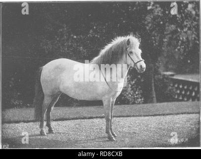 . Points du cheval ; un traité sur la conformation, les mouvements, les races et l'évolution du cheval. Les chevaux. C Re id, W'ishciXv, fig. 307.-Islande Poney.. Veuillez noter que ces images sont extraites de la page numérisée des images qui peuvent avoir été retouchées numériquement pour plus de lisibilité - coloration et l'aspect de ces illustrations ne peut pas parfaitement ressembler à l'œuvre originale.. Hayes, M. Horace Horace (Matthieu), 1842-1904. Londres, W. Thacker &AMP ; co Banque D'Images