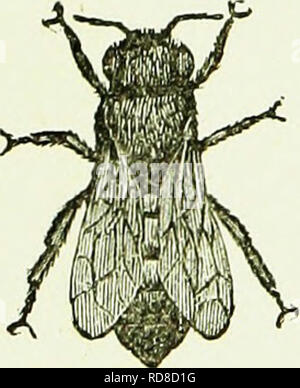 . L'Australasian illustré manuel d'abeilles et l'apiculture moderne guide complet de la culture dans l'hémisphère sud. Avec c'est constituée la "Nouvelle-Zélande" manuel d'abeilles considérablement augmentée, révisé et réécrit pour la plupart. Les abeilles. Fig 5, LE DRONE-abdomens. pour la cire, sécrétant de sorte qu'ils sont physiquement incapables de faire le travail ordinaire de la ruche. Le Bureau est d'imprégner les jeunes reines, mais très peu ont la chance de le faire ; ceux qui ont, de mourir tout de suite après, et le reste sont habituellement détruites par les travailleurs à la fin de la saison de l'essaimage, ayant à ce moment devenir Banque D'Images